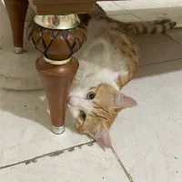 گربه|گربه|کرج, حیدرآباد|دیوار