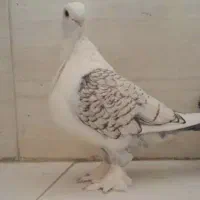 بلژیکی ماده و ی جفت خوشرنگ مشهدی