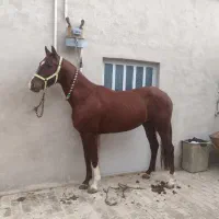 نریان عرب  یکسر وارداتی جوان فوق العاده استثنایی