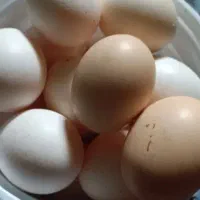 تخم مرغ