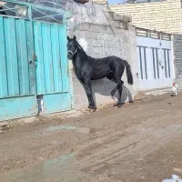 کره اسب برنگ سیاه