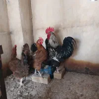 مرغ و خروس
