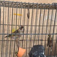 سهره ماده یکسال