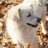 اشپیتز نرو ماده