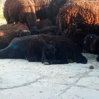 استخدام کارگر