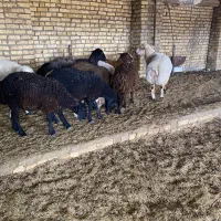 پنج راس بره پای پروار جفت۷۰کیلو افشار و قره