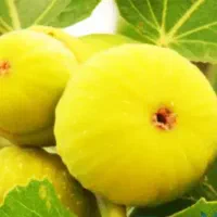انجیر هر هفته دوشنبه و جمعه ۳۰۰کیلو انجیر