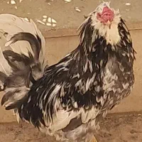 خروس گلین اصیل نژاد دار طوسی