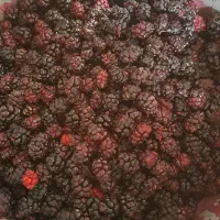 میوه شاهتوت