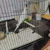 عروس هلندی و مرغ عشق جوان