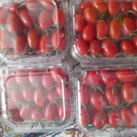 گوجه گیلاسی