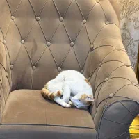گربه پیدا شده