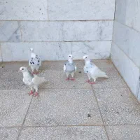 طوقی|پرنده|عطاملک, |دیوار