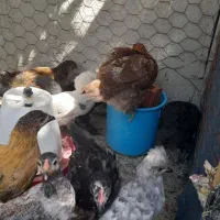 جوجه دوماهه از همه نژاد