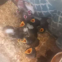 جوجه مینا و جوجه سهره خاکی و انواع جوجه