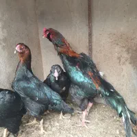 تخم مرغ لاری نسل دار