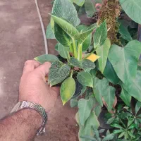 فیلودندرون برکین