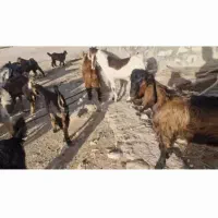 دام کهر|حیوانات مزرعه|گله دار, |دیوار