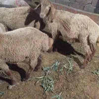 بره نروماده