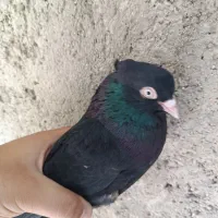 پرنده|پرنده|بروجرد, |دیوار