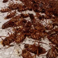 سمپاشی کلیه حشرات سم پاشی سوسک ساس کنه و موریانه
