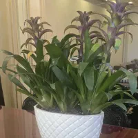 گل و گلدون شیک و خاص طبیعی