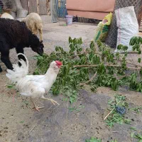 خرمشهر مرغ و خروس