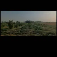 ویلا-باغ