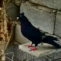 کفتر نر ملقی
