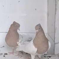 کفتر پ شی کله زرد خوشکل