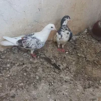 ابلق