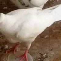 کبوتر طوقی و سفید