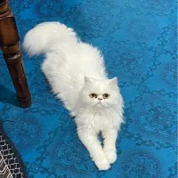گربه پرشین