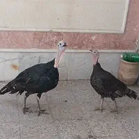 یک جفت بوقلمون سیستانی