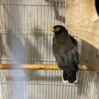 مرغ مینا سخنگو