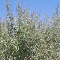 اجاره ی ۲۴ ساعت آب قنات