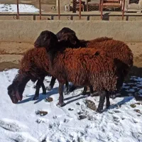 گوسفند در تهرانپارس، لویزان، سیدخندان