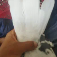 سبزدم سفید گوک