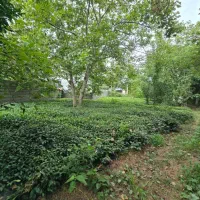 زمین-317متر-تمامامسکونی-بازکیاگوراب-امیردهنده