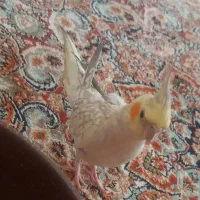 عروس هلندی گمشده