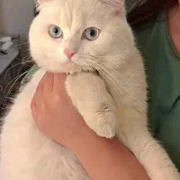 دو عدد گربه بریتیش ماده فوری