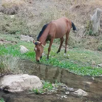 اسب یک سال نیم