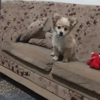 سگ اشتپیز تریر