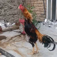 لاری دانگ‌بالا