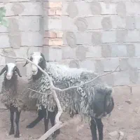 قوچ شال با بره