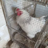خروس برهما