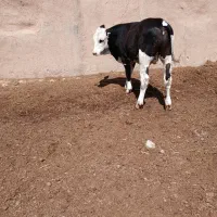 جوانه سیمنتال