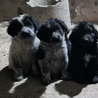 یک جفت توله قدرجون نر