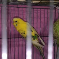 دوتا مرغ عشق