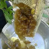 عسل کوهی